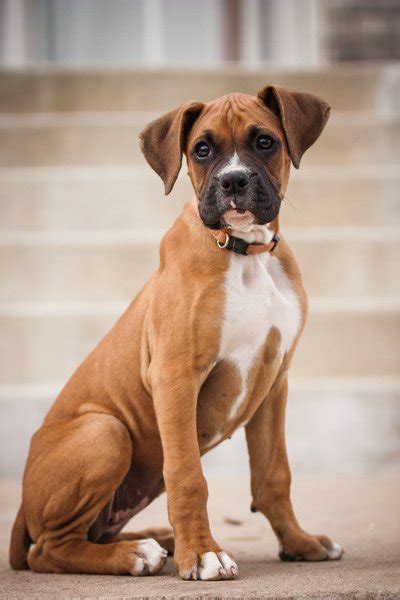 Westgate pet clinic | quality medicine, dentistry and surgery for your pet. Pet Gallery - Spicewood Vet Clinic