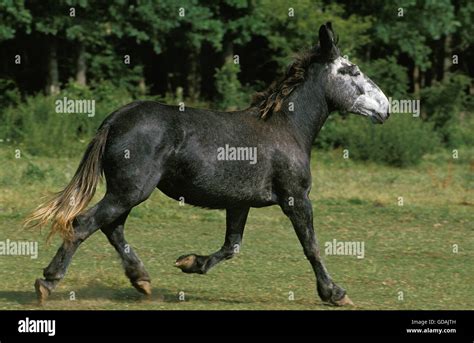 Cruza De Mula E Burro