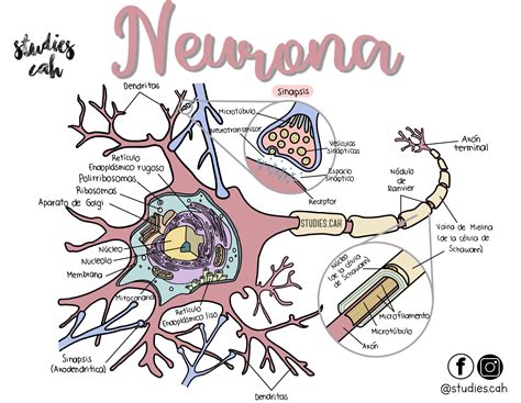Partes De La Neurona Enseñanza Biología Anatomía Médica Y Anatomia Y
