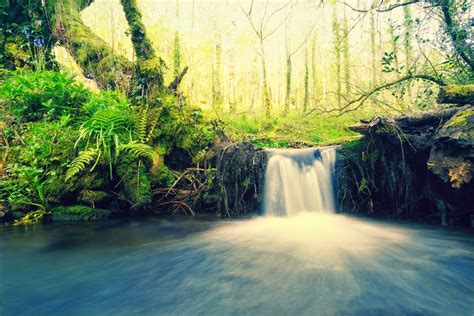 Waterfall Forest · Free Photo