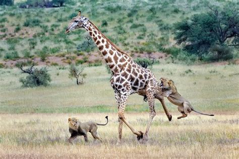 Giraffes Predators And Prey