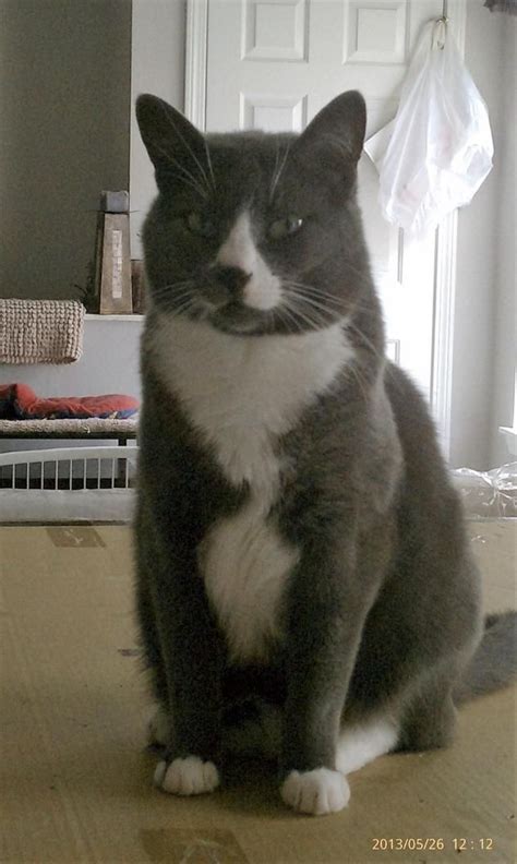 Chs has implemented changes to adoptions, intakes, clinic visits and more. Adopt Oscar CT on Petfinder | Cat adoption, Pet search ...