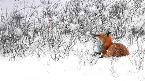 Red Fox Canada Bing Wallpaper Download