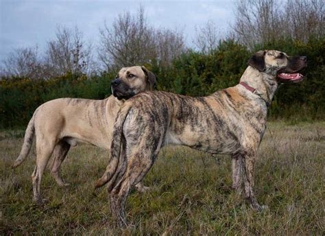 Uruguayan Cimarron Cimarron Or Dogs Breeds