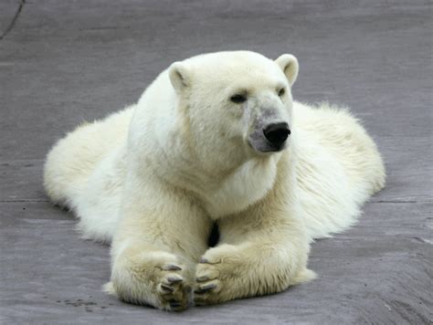 We did not find results for: Animals World: cute polar bear