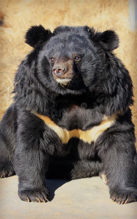 Asiatic Black Bear Stock Image Image Of Bear Beauty 92691195