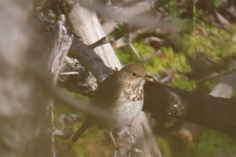 Most Likely A Hermit Thrush Help Me Identify A North American Bird