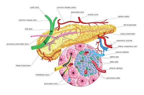 Internal Structure Of Pancreas