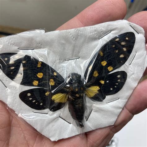 Cicada Gaena Cheni Black And Yellow Spread Papered Specimen
