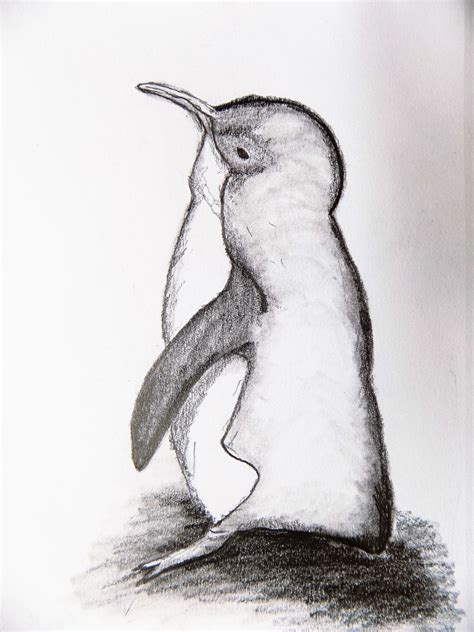 This Little Blue Penguin Sketch Is A Fan Favorite Etsy Shop Drawing