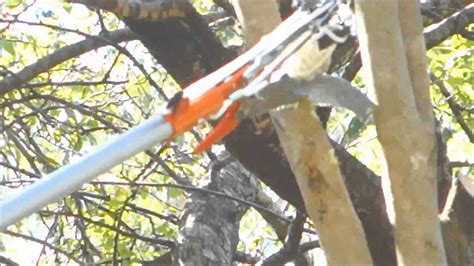 How To Cut A Tree Branch Without A Ladder For 37