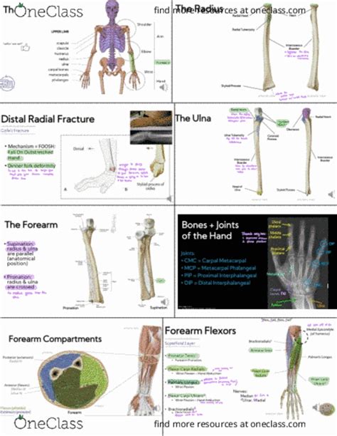 GEO Study Guide Spring Quiz Ulna Median Nerve Phalanx Bone