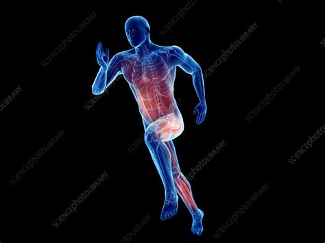 Illustration Of A Joggers Muscles Stock Image F0233737 Science