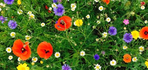 The good news is that most of the effort is in if you are planting a large area and are going for a meadow look, you should consider including. Mixed perennial and wildflower meadow planting | Grow Like ...