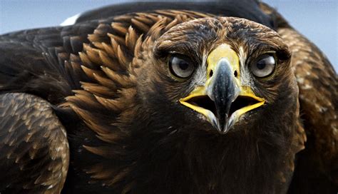 Find another word for real. Águila real, símbolo mexicano en riesgo de desaparecer ...