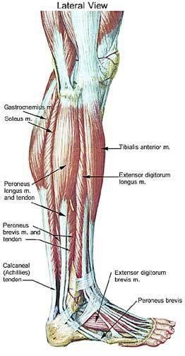 Labeled Muscles Of Lower Leg Yahoo Search Results Leg Muscles