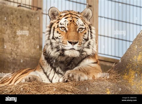 Siberian Or Amur Tiger At The Zoo Tiger Sits In The Aviary Of The