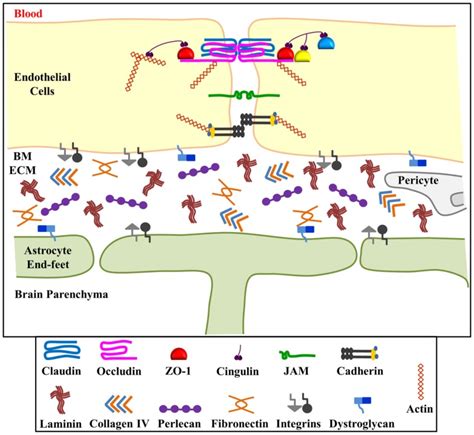 Schematic Representation Of The Blood Brain Barrier Bbb The Bbb