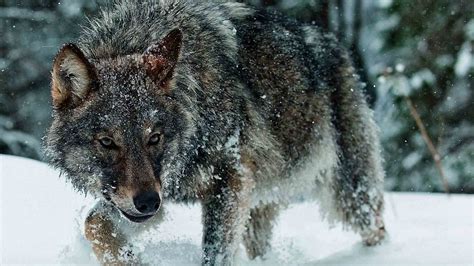 Grey Wolf Wallpapers Wallpaper Data Src Beautiful Wolves Desktop