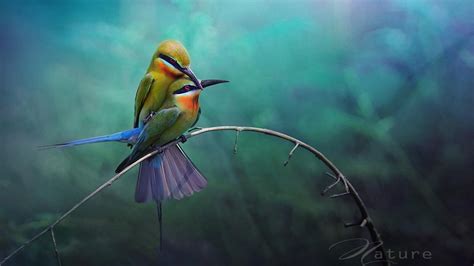 🥇 Birds Wildlife Bee Eaters Twig Wallpaper 261
