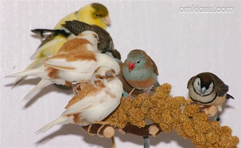Racikan milet untuk burung pemakan biji bijian – OM KICAU