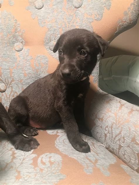Feel free to browse classifieds placed by german shepherd dog breeders in pa and the surrounding areas. Belgian Shepherd Dog (Malinois) Puppies For Sale ...