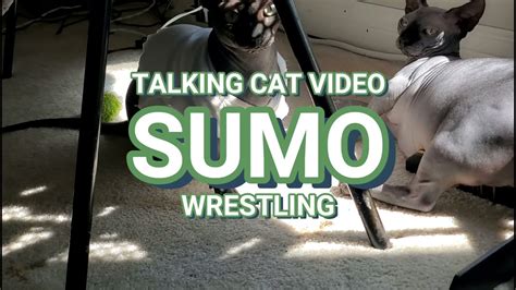 Talking Cat Video Sumo Wrestling Youtube
