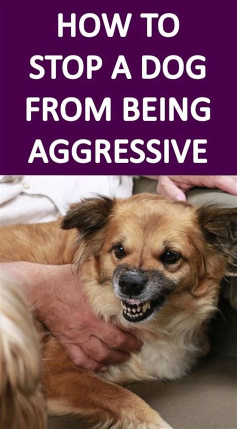 5 Tips To Stop A Dog From Being Aggressive Towards Other Dogs And People