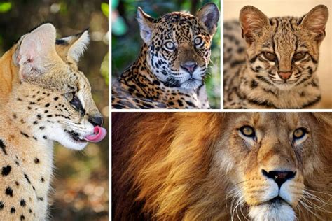 What are some types of big cats that you can think of? All Types of Wild Cats and Where to See Them in the Wild