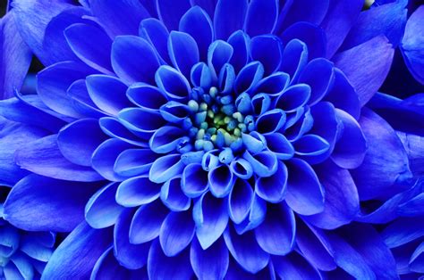 Blue Flower Names History Culture And Symbolism Floraqueen En
