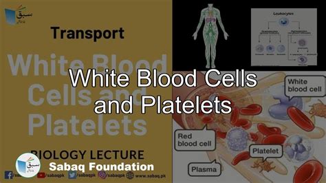 White Blood Cells And Platelets Biology Lecture Sabaqpk Youtube