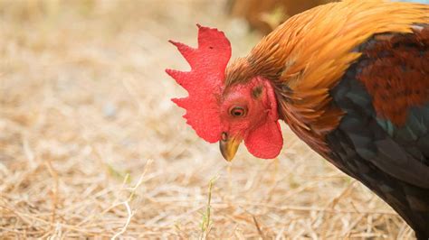 Coccidiosis In Chickens Signs Symptoms And Treatment Dine A Chook