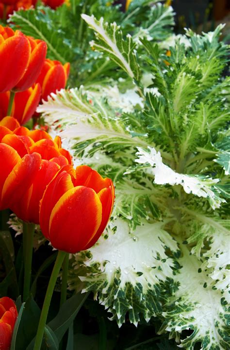tulips and flowering kale | Planting flowers, Flowering ...