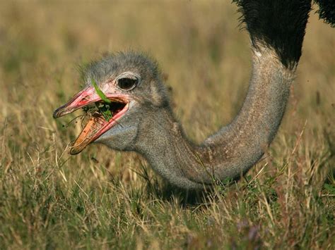 What Do Ostriches Eat Complete Guide Unianimal