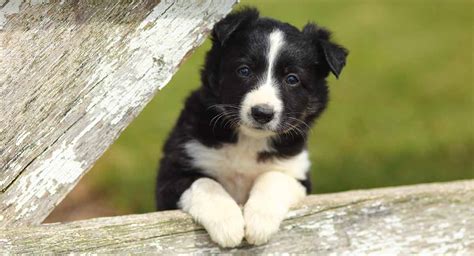 Border Collie Names Perfect Names For Your Clever Pup