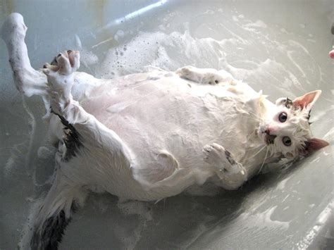 If you love to draw or paint animal art, you know how helpful expert advice and lessons can be. The Only Thing Better Than Taking A Bath: Adorable Animals ...