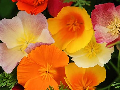 Check spelling or type a new query. California Poppy - Rainbow Mix | Baker Creek Heirloom Seeds