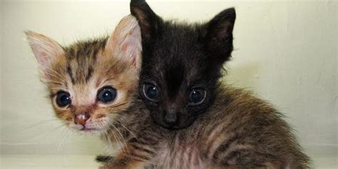 Two Itty Bitty Rescued Kitties Love Meow
