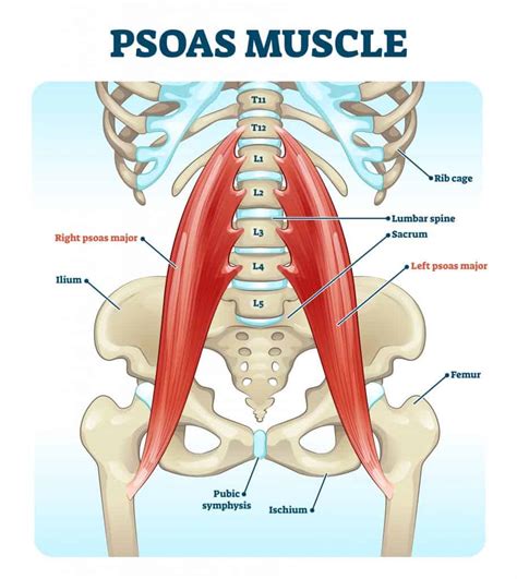 How To Unlock Tight Hip Flexors Empower Your Wellness