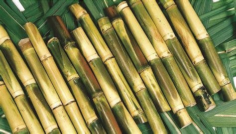 Health Benefits Of Organic Sugar Cane Hula Girl Foods