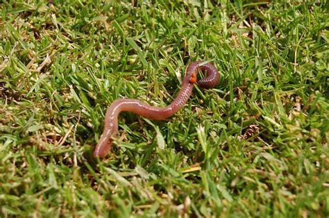 Estos animales marsupiales tienen una inmunidad muy débil debido a la dieta monótona. 16 Animales que Respiran por la Piel - lista y FOTOS