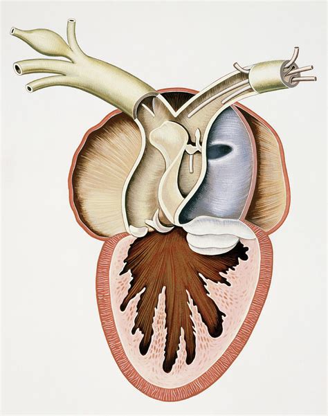 Sectioned Frog Heart Photograph By De Agostini Picture Library