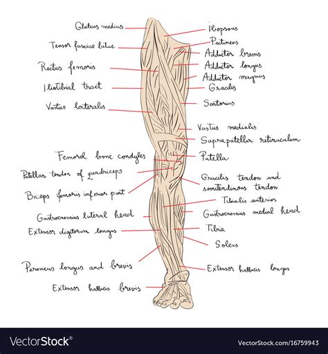 Front Leg Musclevtendon Horse Leg Anatomy Learn Everything You Did