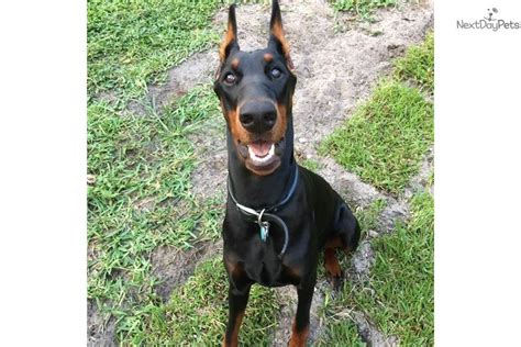 2021 is euro puppy's 20th birthday! Extreame Euro : Doberman Pinscher puppy for sale near Birmingham, Alabama. | a0c9fdf6-e561