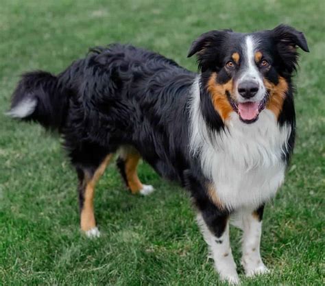 What Does An English Shepherd Look Like