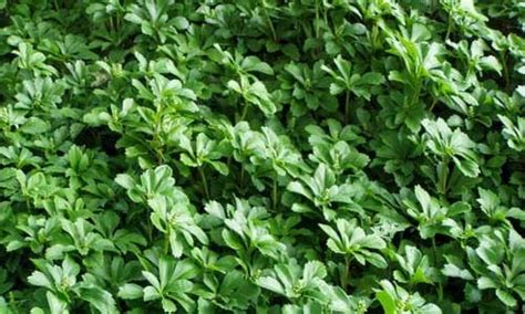 Fossil records of pachysandra have been found in regions of british. GoGardenNow - The Gardening Blog: Pachysandra - A Ground ...