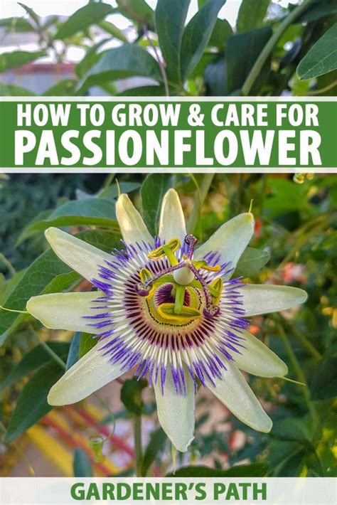 How To Grow And Care For Passionflower Gardeners Path