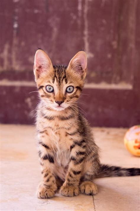 Top 10 Cat Breeds With Big Ears My Persian Cat