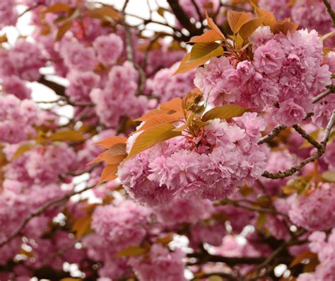 Prunus Kanzan Cherry Blossom Tree Bare Root Sales Shop Ph
