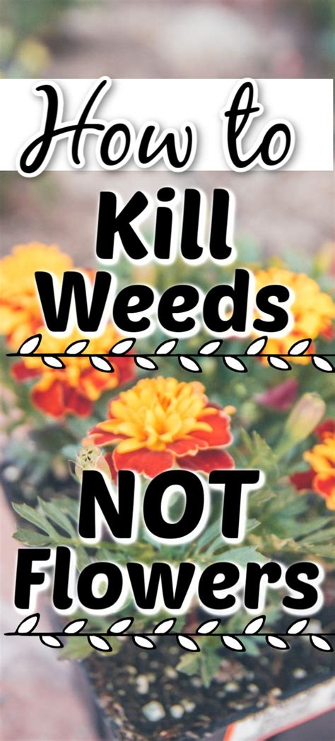 Killing weeds this way is a slow process and not recommended for impatient gardeners! Kill Weeds NOT Flowers - The Country Chic Cottage